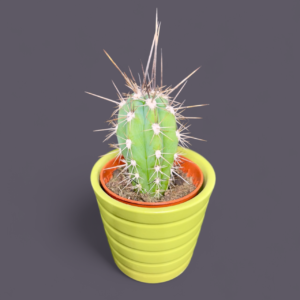 "TOOTHPICK CACTUS" - Stetsonia Coryne